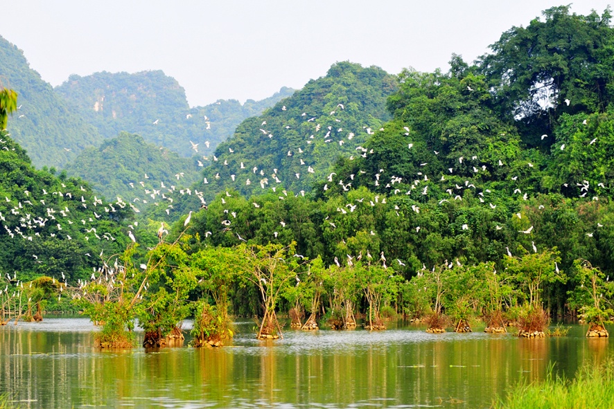 Vườn chim Thung Nham Ninh Bình