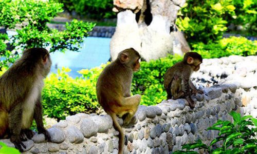 Khu du lịch Đảo Khỉ