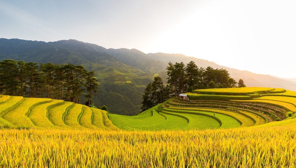 Mù Cang Chải mùa lúa chín