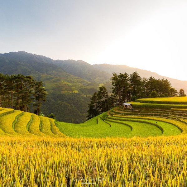 Mù Cang Chải mùa lúa chín