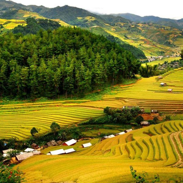 Pù Luông mùa lúa chín