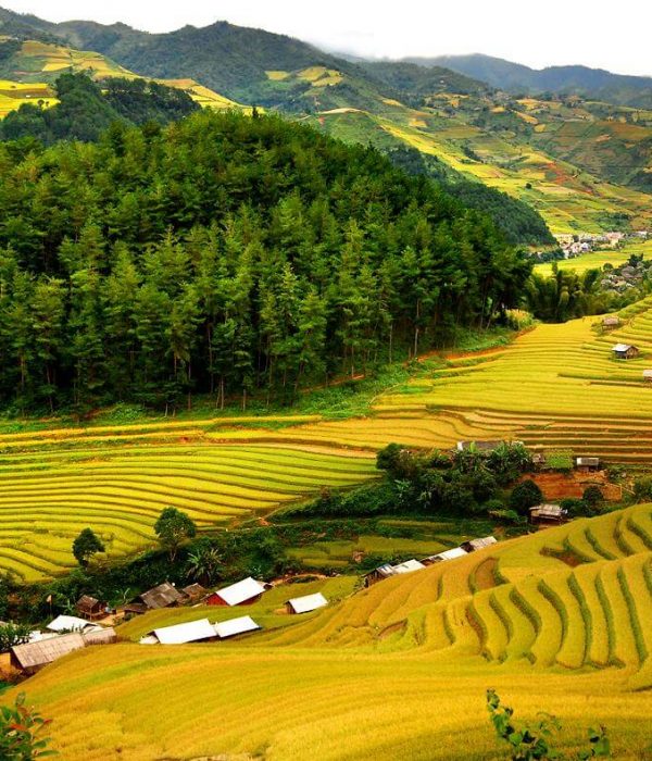 Pù Luông mùa lúa chín